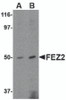 Western blot analysis of FEZ2 in mouse brain tissue lysate with FEZ2 antibody at (A) 0.5, and (B) 1 &#956;g/mL.