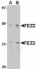 Western blot analysis of FEZ2 in 3T3 cell lysate with FEZ2 antibody at (A) 0.5, and (B) 1 &#956;g/mL.