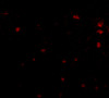 Immunofluorescence of human brain tissue using FEZ2 antibody at 5 ug/mL.