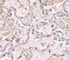 Immunohistochemical staining of human lung tissue using GSTP1 antibody at 2.5 ug/mL.