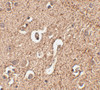 Immunohistochemistry of ATG12 in human brain tissue with ATG12 antibody at 2.5 ug/mL.