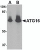 Western blot analysis of ATG16 in HeLa cell lysate with ATG16 antibody at (A) 1 and (B) 2 &#956;g/mL.
