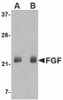 Western blot analysis of FGF4 in NIH 3T3 cell lysate with FGF4 antibody at (A) 0.5 and (B) 1 &#956;g/mL.