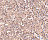 Immunohistochemistry of ATG5 in human spleen tissue with ATG5 antibody at 2.5 ug/mL.