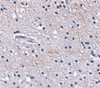 Immunohistochemical staining of human brain tissue using Scrapper antibody at 2.5 ug/mL.
