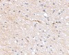 Immunohistochemical staining of human brain tissue using Scrapper antibody at 2.5 ug/mL.