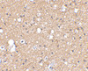 Immunohistochemical staining of Human Brain tissue using SIRT2 antibody at 2.5 ug/mL.