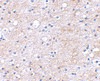 Immunohistochemical staining of human brain tissue using LGI1 antibody at 2.5 ug/mL.