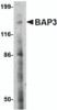 Western blot analysis of BAP3 in SK-N-SH cell lysate with BAP3 antibody at 2 &#956;g/mL.