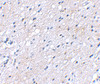 Immunohistochemical staining of human brain tissue using BAP3 antibody at 2.5 ug/mL.