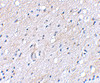 Immunohistochemical staining of human brain tissue using BAP3 antibody at 5 ug/mL.