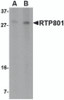 Western blot analysis of RTP801 in 293 cell lysate with RTP801 antibody at (A) 2 and (B) 4 &#956;g/mL.