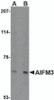 Western blot analysis of NIPSNAP in human brain tissue lysate with NIPSNAP antibody at (A) 0.5 and (B) 1 &#956;g/mL.