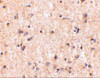 Immunohistochemistry of IRGM in human brain tissue with IRGM antibody at 5 ug/mL.