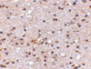 Immunohistochemistry of Ambra1 in human brain with Ambra1 antibody at 5 ug/mL.