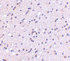 Immunohistochemistry of CAPS2 in human brain with CAPS2 antibody at 5 ug/mL.