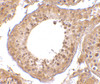 Immunohistochemistry of RGPD5 in human testis tissue cells with RGPD5 antibody at 10 ug/mL.