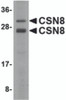 Western blot analysis of CSN8 in Human liver lysate with CSN8 antibody at 2 &#956;g/mL.