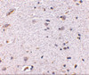 Immunohistochemistry of Syntaphilin in human brain with Syntaphilin antibody at 5 ug/mL.