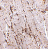 Immunohistochemistry of LIMP2 in human skeletal muscle tissue with LIMP2 antibody at 2.5 ug/mL.