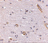 Immunohistochemistry of Syntaphilin in human brain with Syntaphilin antibody at 5 ug/mL.