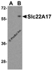 Western blot analysis of Slc22A17 in SK-N-SH lysate with Slc22A17 antibody at 0.5 &#956;g/mL in (A) the presence and (B) the absence of blocking peptide.