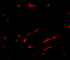 Immunofluorescence of Slc22A17 in rat kidney tissue tissue with Slc22A17 antibody at 20 ug/mL.