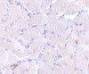 Immunohistochemistry of LIMP2 in human skeletal muscle tissue with LIMP2 antibody at 10 ug/mL.