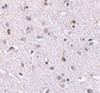 Immunohistochemistry of Nanos1 in human brain tissue with Nanos1 antibody at 2.5 ug/mL