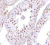 Immunohistochemistry of MED4 in human testis tissue with MED4 antibody at 10 ug/mL.