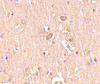 Immunohistochemistry of MED28 in human brain tissue with MED28 antibody at 2.5 ug/mL.