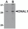 Western blot analysis of DNAL1 in 3T3 cell lysate with DNAL1 antibody at (A) 1 and (B) 2 &#956;g/mL.