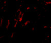 Immunofluorescence of CDCA8 in rat kidney tissue with CDCA8 antibody at 20 ug/mL.