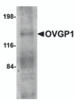 Western blot analysis of OVGP1 in human placenta tissue lysate with OVGP1 antibody at 1 &#956;g/mL.