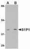 Western blot analysis of S1P1 in mouse thymus lysate with S1P1 antibody at (A) 1 and (B) 2 &#956;g/mL.