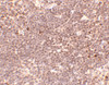 Immunohistochemistry of S1P1 in mouse thymus tissue with S1P1 antibody at 5 ug/mL.