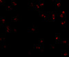 Immunofluorescence of Integrin alpha 4 in Jurkat cells with Integrin alpha 4 antibody at 2 ug/mL.