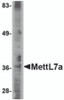 Western blot analysis of MettL7A in A-20 cell lysate with MettL7A antibody at 2 &#956;g/mL.