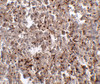 Immunohistochemistry of Mett7LB in human spleen tissue with MettL7B antibody at 2.5 ug/mL.