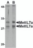Western blot analysis of MettL7A in MCF cell lysate with MettL7A antibody at 2 &#956;g/mL.