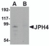 Western blot analysis of JPH4 in mouse brain tissue lysate with JPH4 antibody at 1 &#956;g/mL in (A) the absence and (B) the presence of blocking peptide.