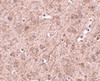 Immunohistochemistry of LASS6 in mouse brain tissue with LASS6 antibody at 2.5 ug/mL.