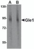 Western blot analysis of Gle1 in mouse brain tissue lysate with Gle1 antibody at (A) 1 and (B) 2 &#956;g/mL.