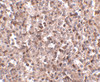 Immunohistochemistry of KLRA1 in human spleen tissue with KLRA1 antibody at 2.5 ug/mL.