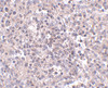 Immunohistochemistry of ZIP10 in human spleen tissue with ZIP10 antibody at 2.5 ug/mL.