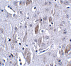 Immunohistochemistry of IL-16 in mouse brain tissue with IL-16 antibody at 2.5 ug/mL.