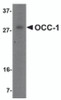 Western blot analysis of OCC-1 in human spleen tissue lysate with OCC-1 antibody at 2 &#956;g/mL.
