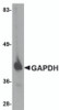 Western blot analysis of GAPDH in HeLa cell lysate with GAPDH antibody at 1 &#956;g/mL.
