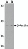 Western blot analysis of actin in HeLa cell lysate with beta-actin antibody at (A) 1 and (B) 2 &#956;g/mL.