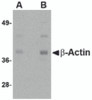 Western blot analysis of actin in HeLa cell lysate with b-actin antibody at (A) 1 and (B) 2 &#956;g/mL.